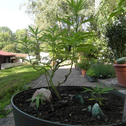 Henry growlog timeline photo