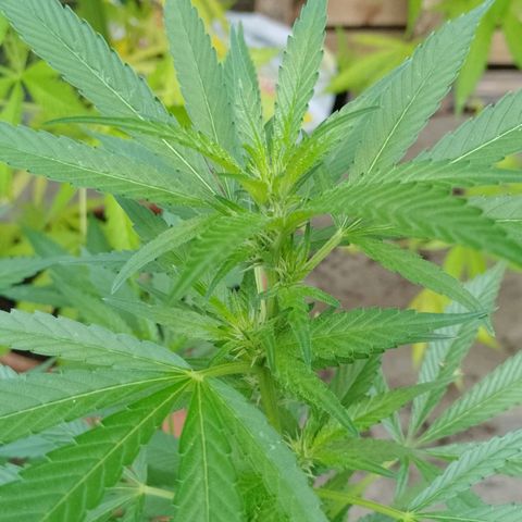 Henry growlog timeline photo