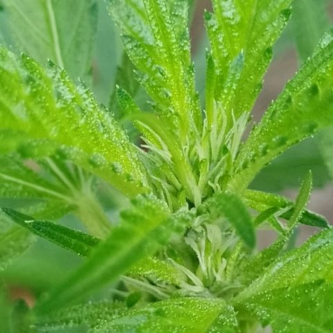 Henry growlog timeline photo