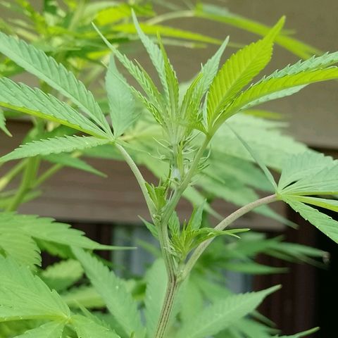 Anne growlog timeline photo