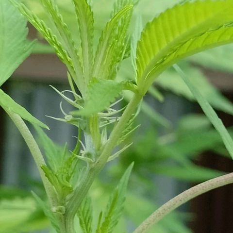Anne growlog timeline photo