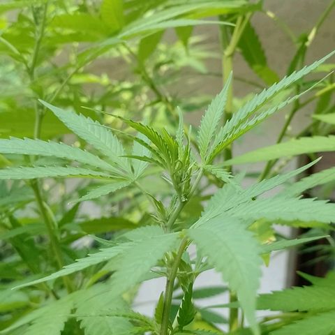 Marry growlog timeline photo