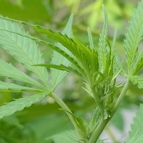 Marry growlog timeline photo