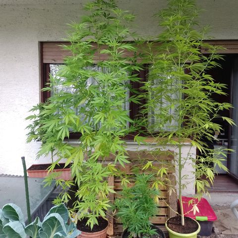 Anne growlog timeline photo