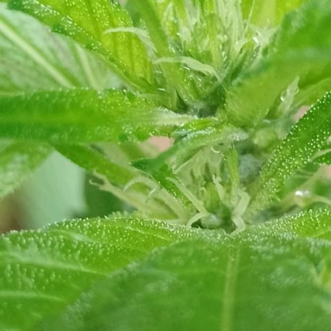 Henry growlog timeline photo