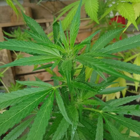 Henry growlog timeline photo