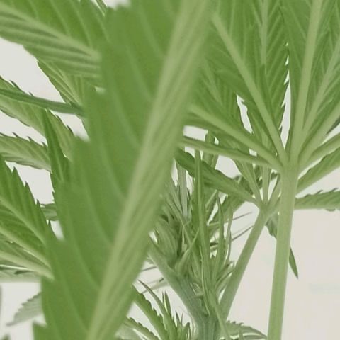 Marry growlog timeline photo