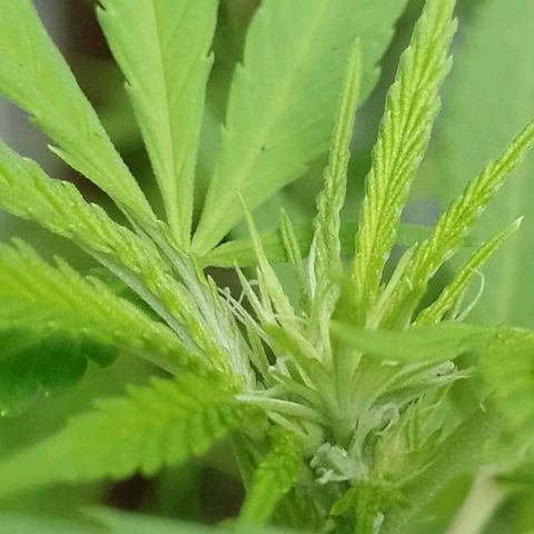 Marry growlog timeline photo