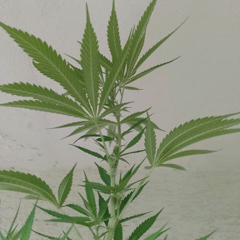 Marry growlog timeline photo