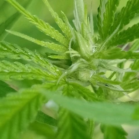 Marry growlog timeline photo