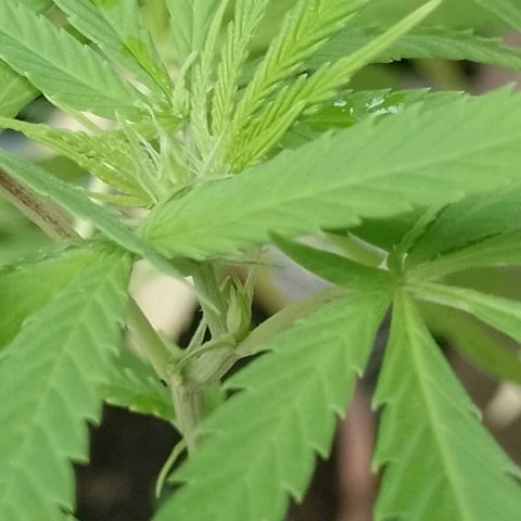 Marry growlog timeline photo