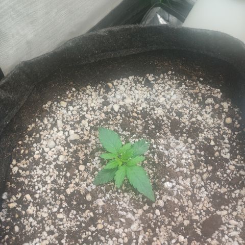 Tangie  growlog photo: 11 dias 