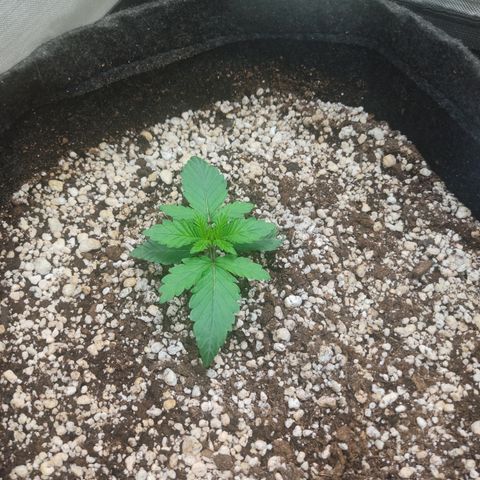 Tangie  growlog timeline photo