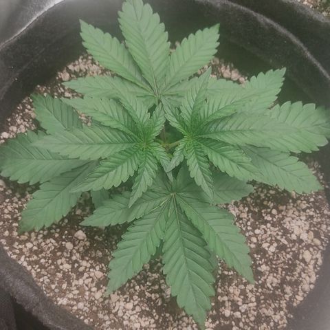 Tangie  growlog timeline photo