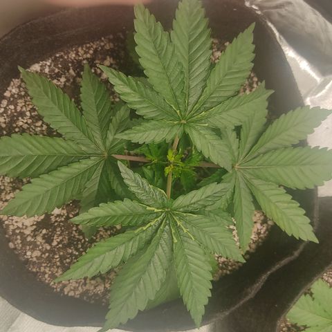 Tangie  growlog timeline photo