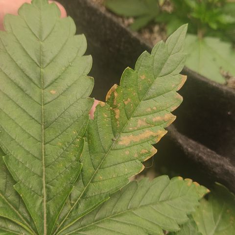 Tangie  growlog photo: Folhas com provavelmente falta de ferro. Aumentei 1Ml do biobizz Grow para tentar reverter. 