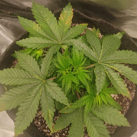 Tangie  growlog timeline photo