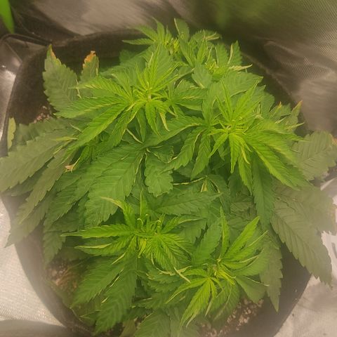 Tangie  growlog timeline photo