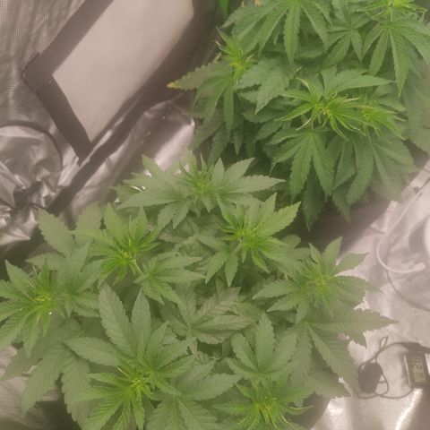 Tangie  growlog timeline photo