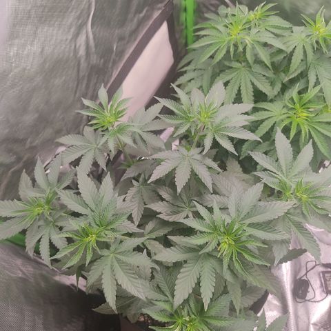 Tangie  growlog timeline photo