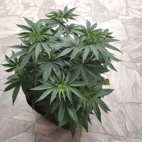Tangie  growlog photo: Planta apresentou sinais de overfert. Fiz um flush com 5L.