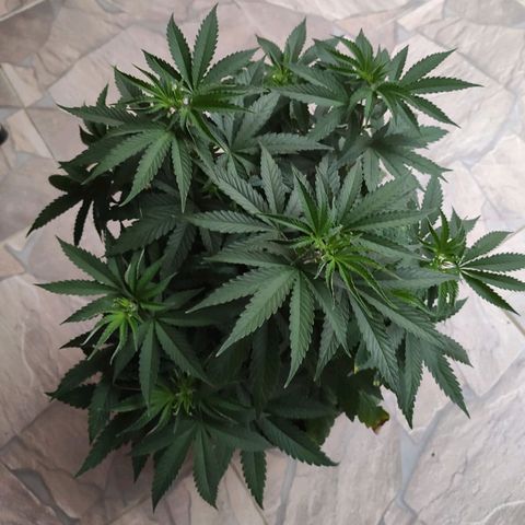 Tangie  growlog photo: Planta apresentou sinais de overfert. Fiz um flush com 5L.