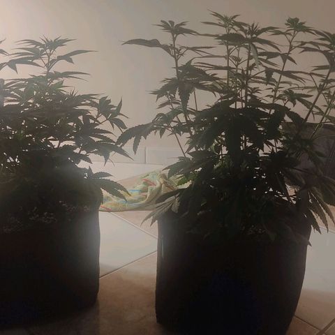 Tangie  growlog timeline photo