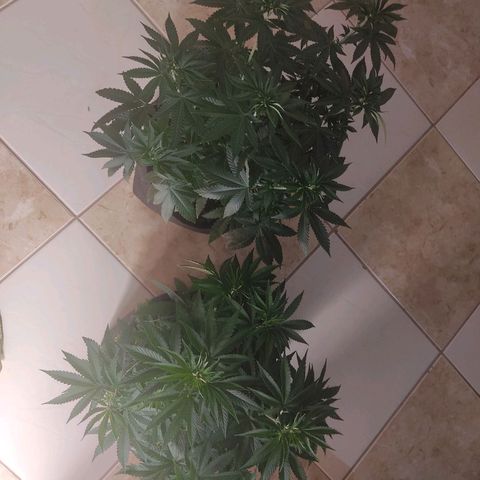 Tangie  growlog timeline photo