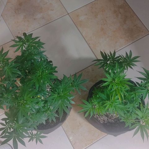 Tangie  growlog timeline photo
