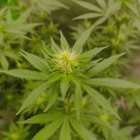 Tangie  growlog timeline photo
