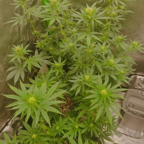 Tangie  growlog timeline photo
