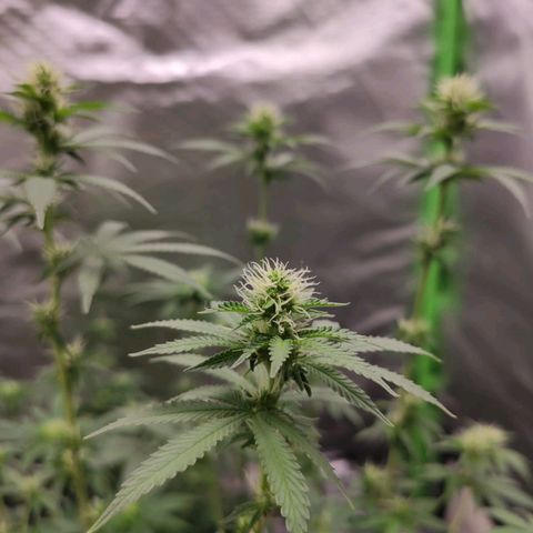 Tangie  growlog timeline photo