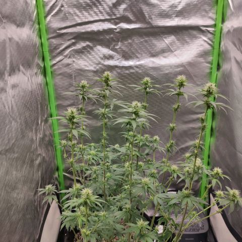Tangie  growlog timeline photo