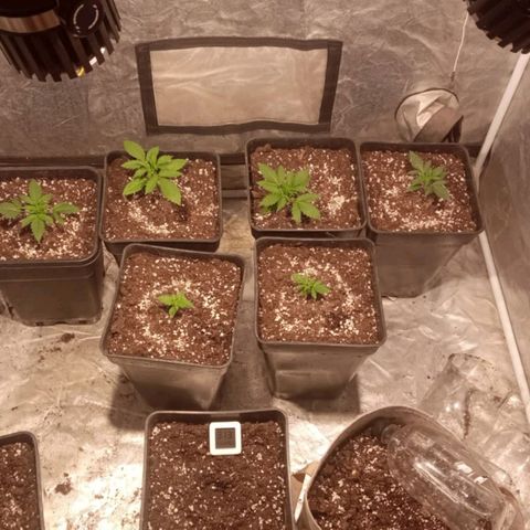 Auto Tangie XXL growlog timeline photo