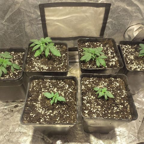 Auto Tangie XXL growlog timeline photo