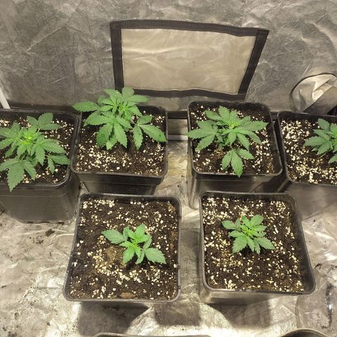 Auto Tangie XXL growlog timeline photo
