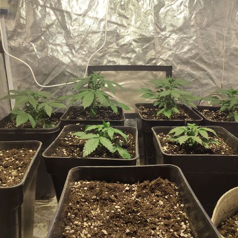 Auto Tangie XXL growlog timeline photo