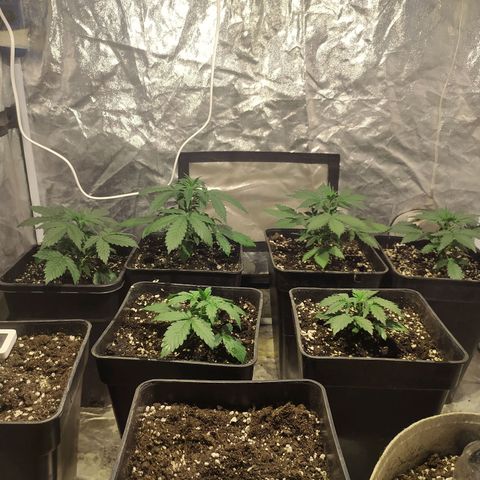 Auto Tangie XXL growlog timeline photo