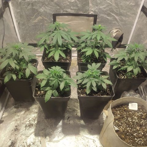 Auto Tangie XXL growlog timeline photo