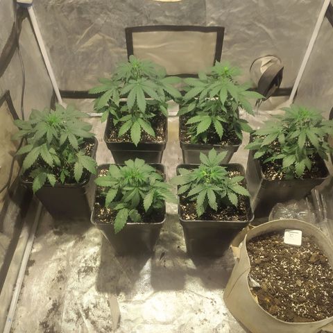 Auto Tangie XXL growlog timeline photo