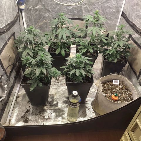 Auto Tangie XXL growlog timeline photo