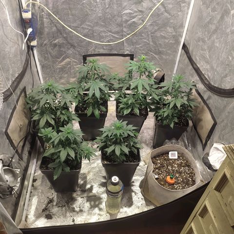 Auto Tangie XXL growlog timeline photo
