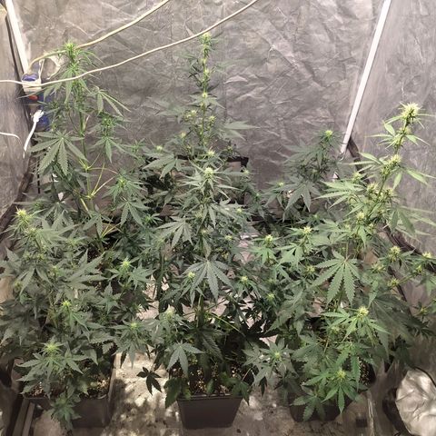 Auto Tangie XXL growlog timeline photo