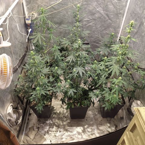Auto Tangie XXL growlog timeline photo