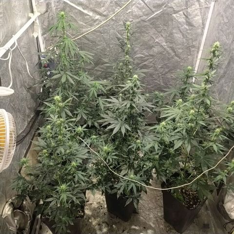 Auto Tangie XXL growlog timeline photo