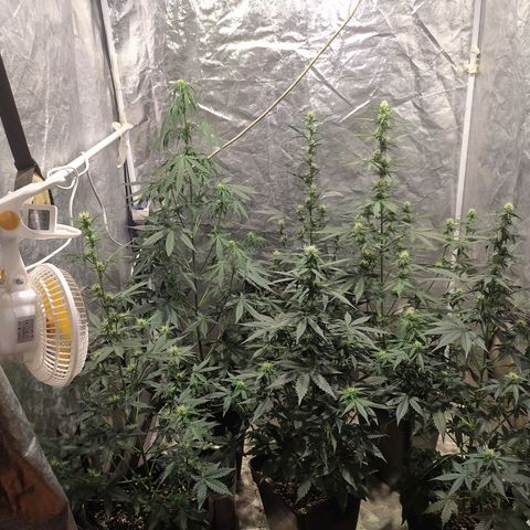 Auto Tangie XXL growlog timeline photo