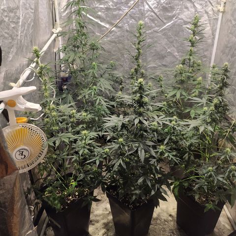 Auto Tangie XXL growlog timeline photo