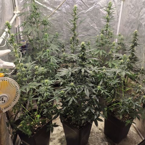 Auto Tangie XXL growlog timeline photo