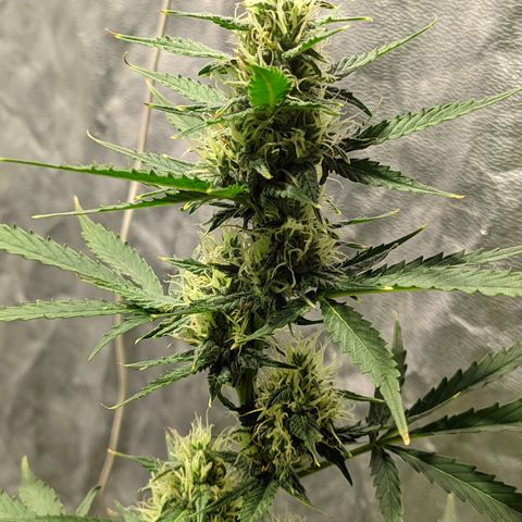 Auto Tangie XXL growlog timeline photo