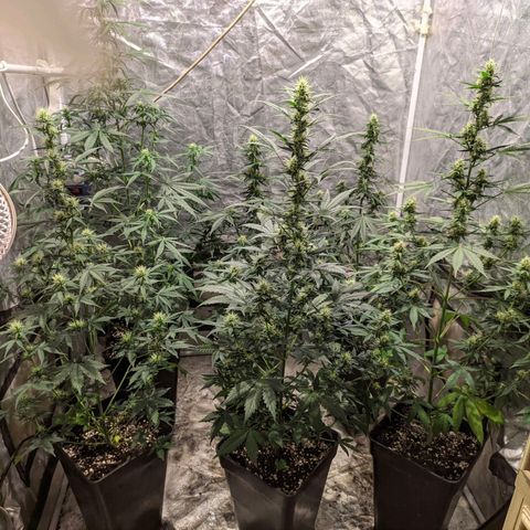 Auto Tangie XXL growlog timeline photo